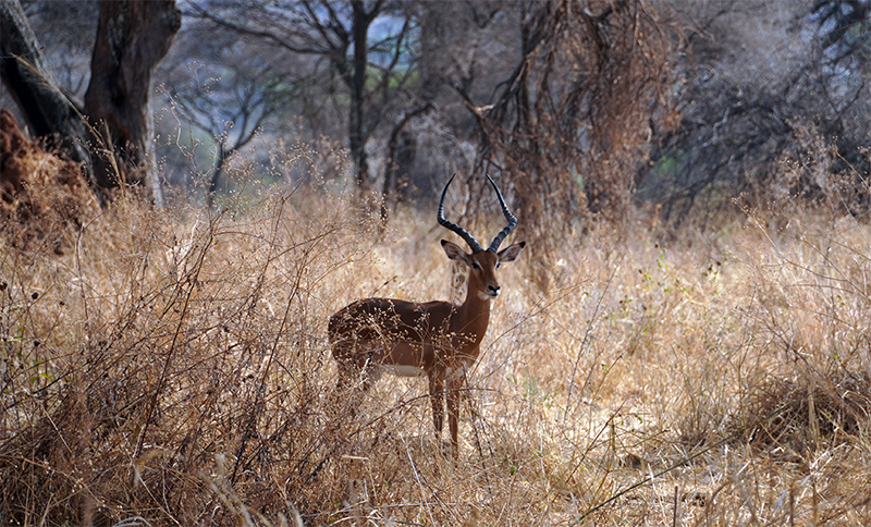 Tarangire, antilopa